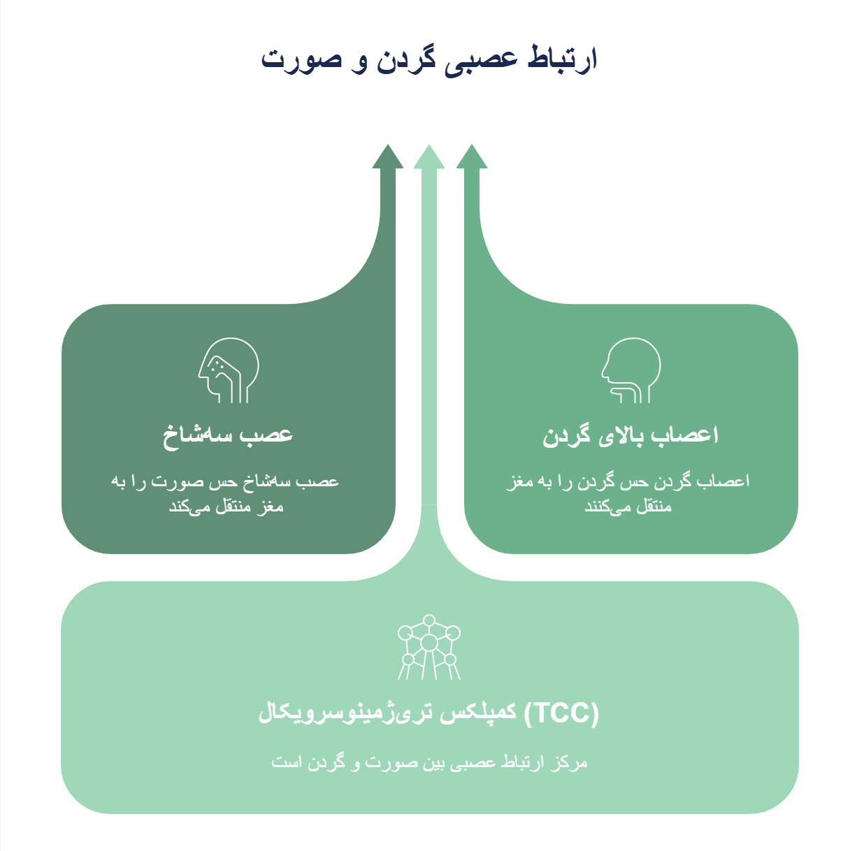 ارتباط عصبی گردن و صورت